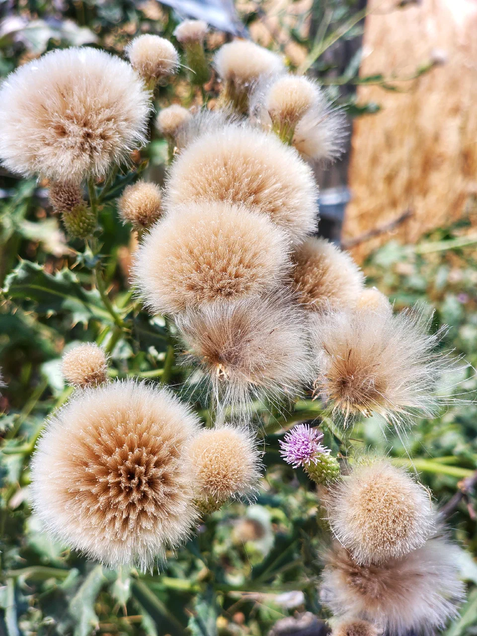 Round white flower heads in a garden