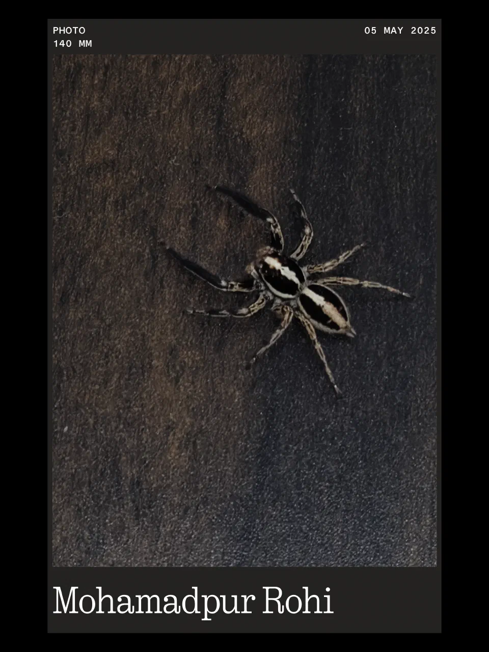 A spider on a dark surface