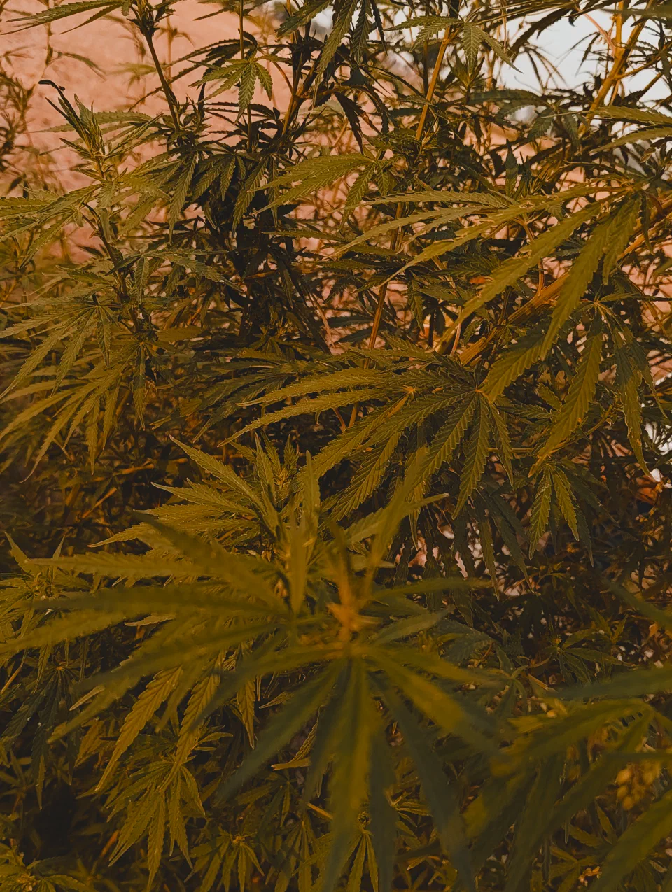 Golden leaves in warm light