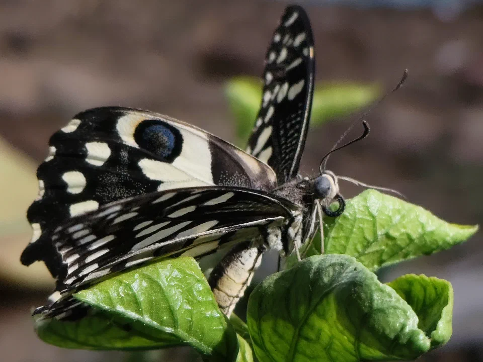 A spotted butterfly resting on green leaves