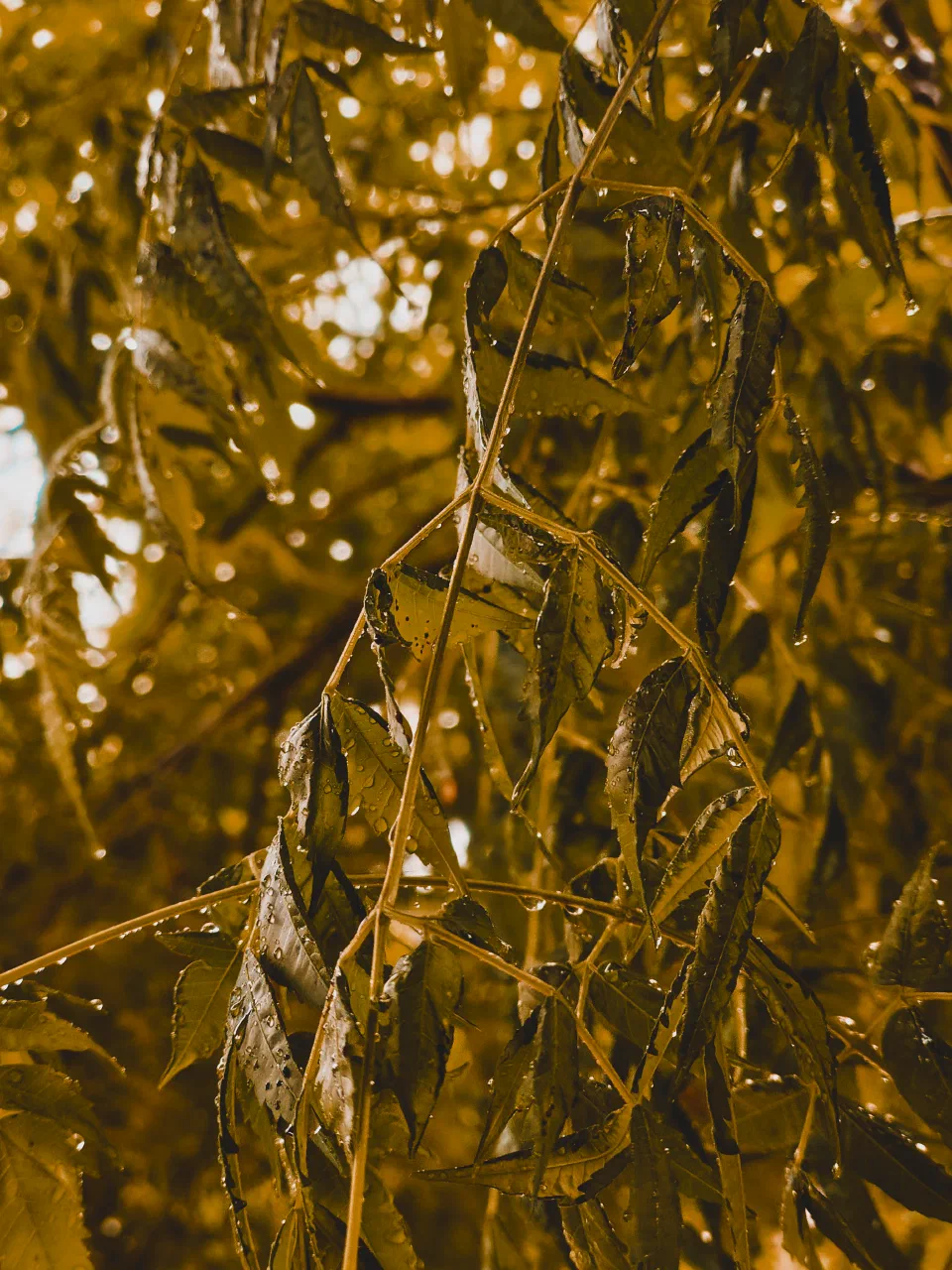 Sunlight shining through yellow leaves