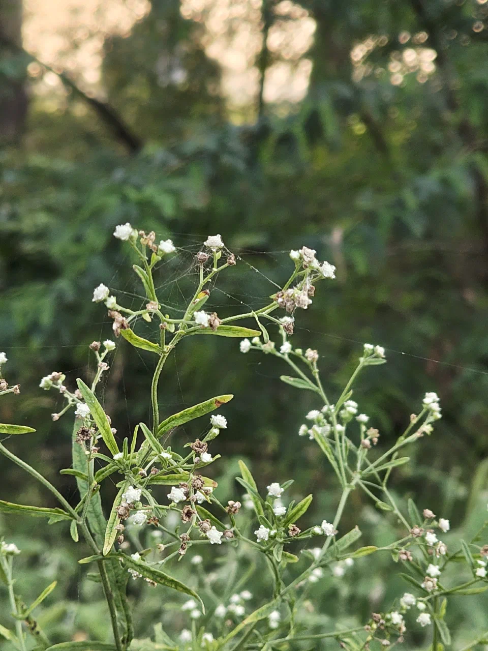 Small white flowers among green foliage