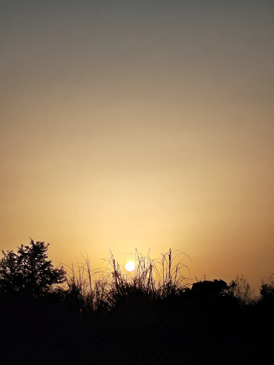Silhouetted trees beneath a golden sky