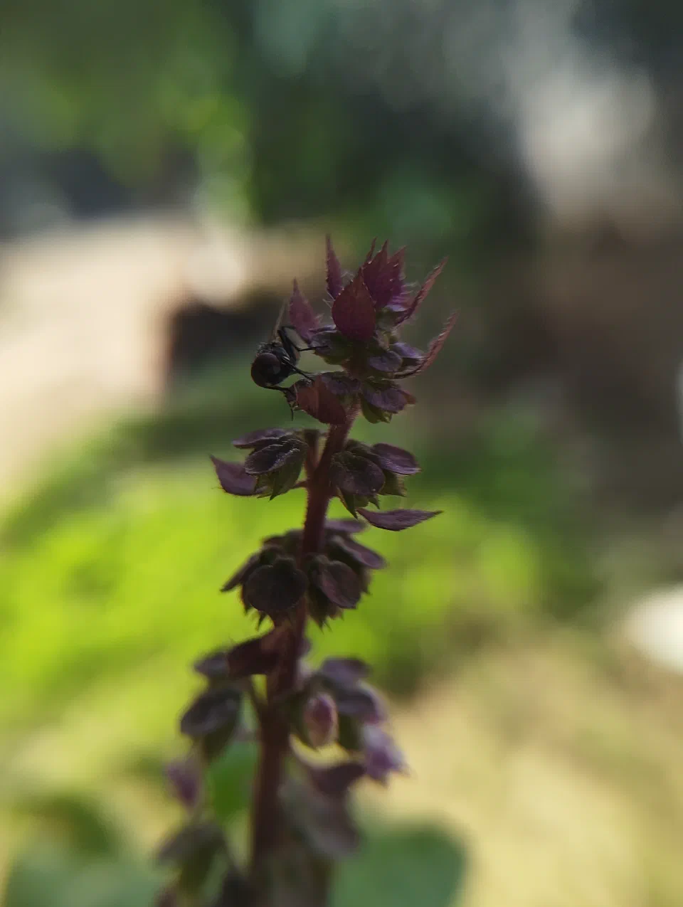 A dark purple flower spike against green foliage