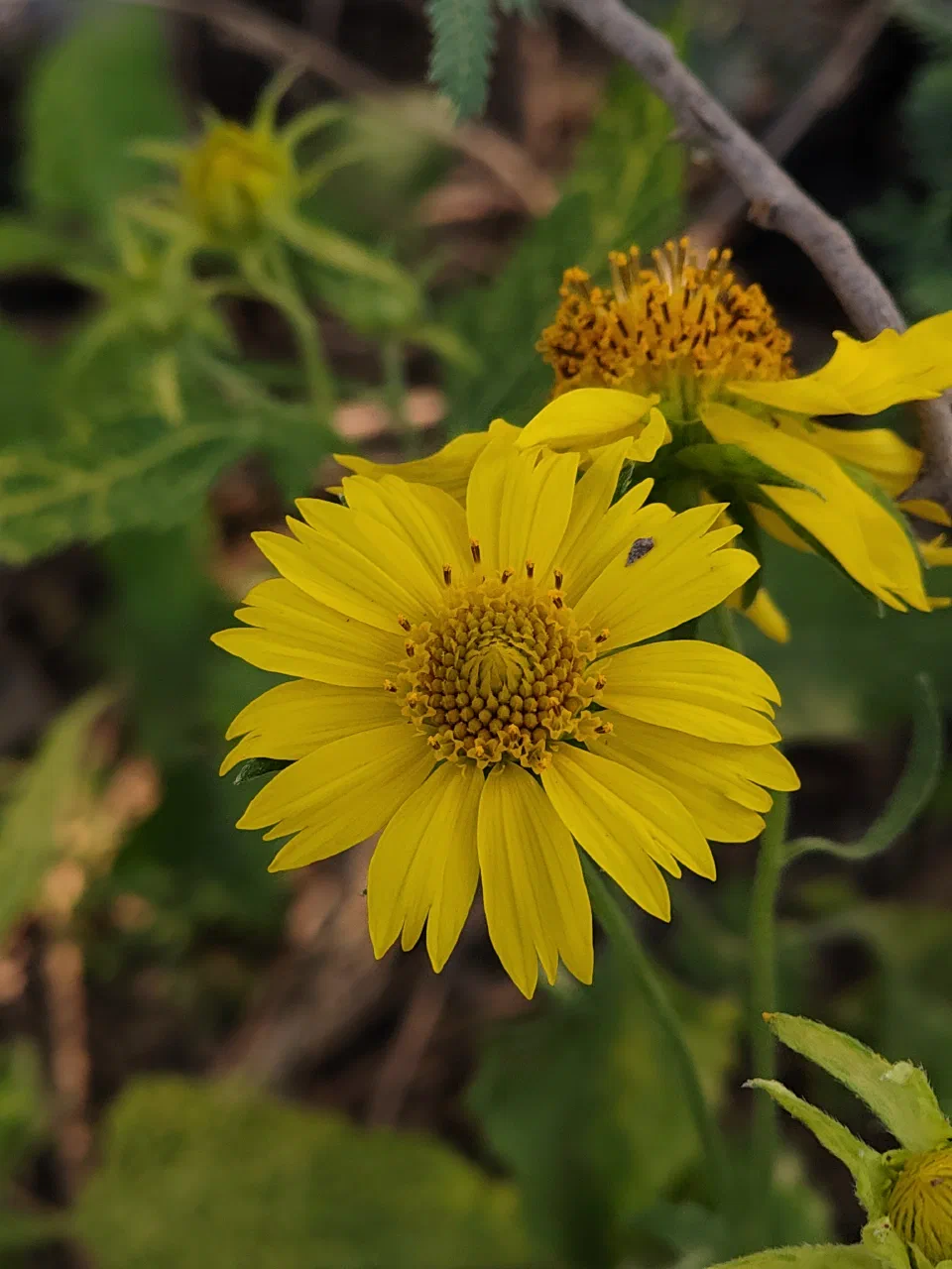 A yellow flower in close-up