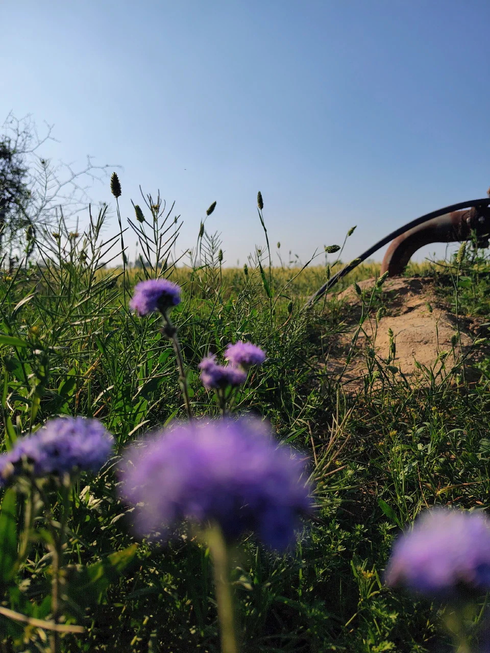Purple wildflowers beside a wheel