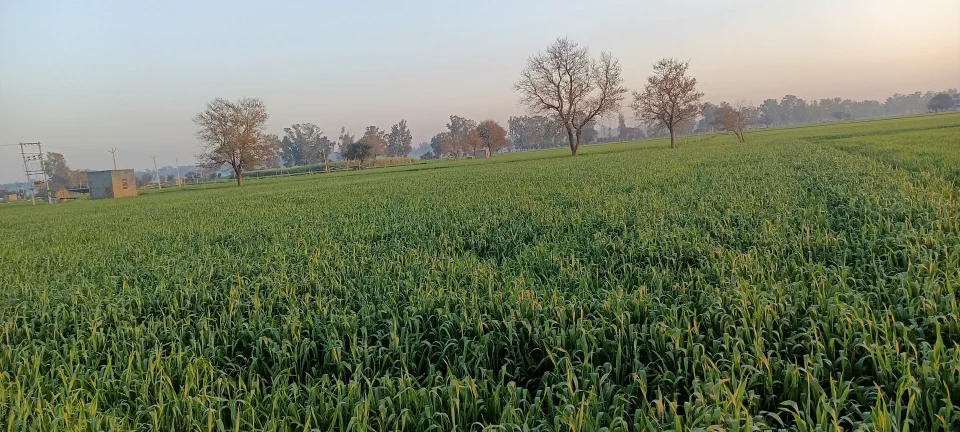 A broad green field with trees in the distance