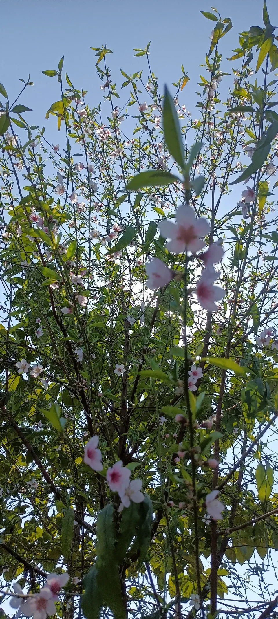 A tall flowering plant against a clear sky