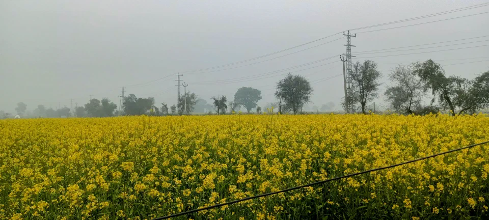A yellow flowering field beneath a hazy sky
