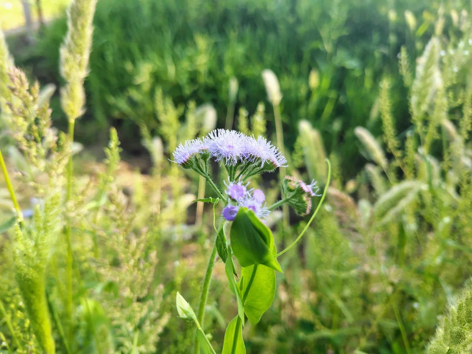 Small purple flowers among green plants