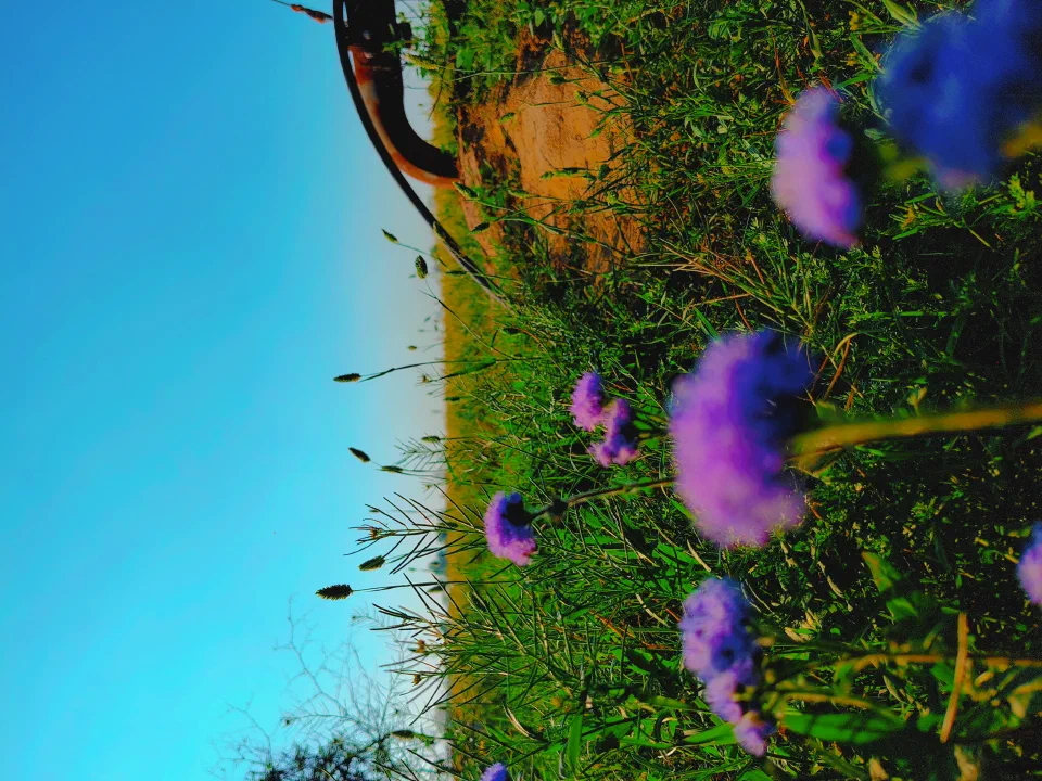 Purple flowers beneath a blue sky