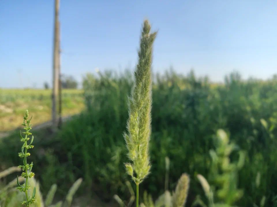 A green grain head above a cultivated field