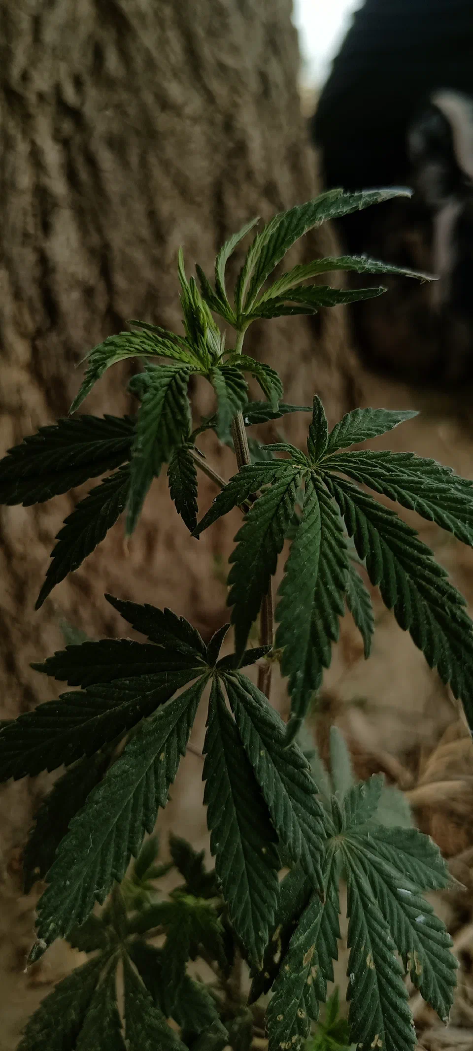 Pointed green leaves against a dark background