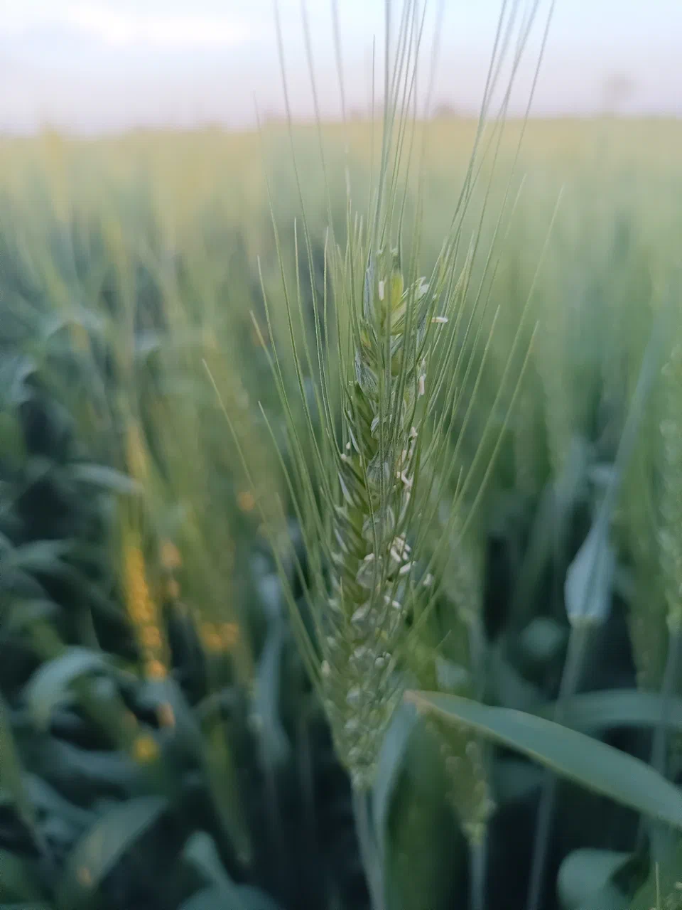Grain heads in a sunlit field