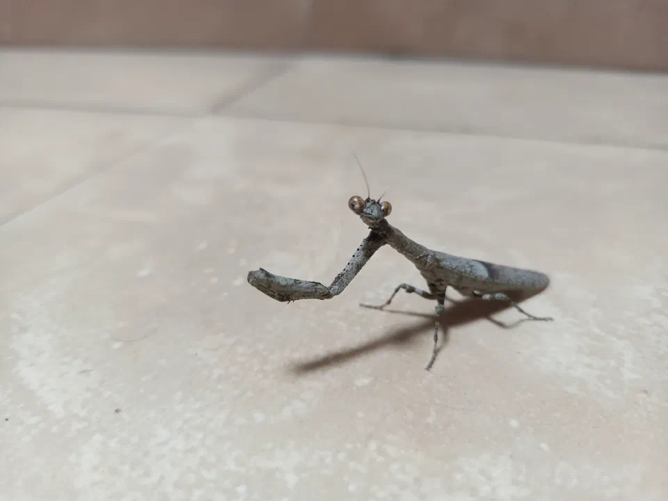 A praying mantis on a pale surface